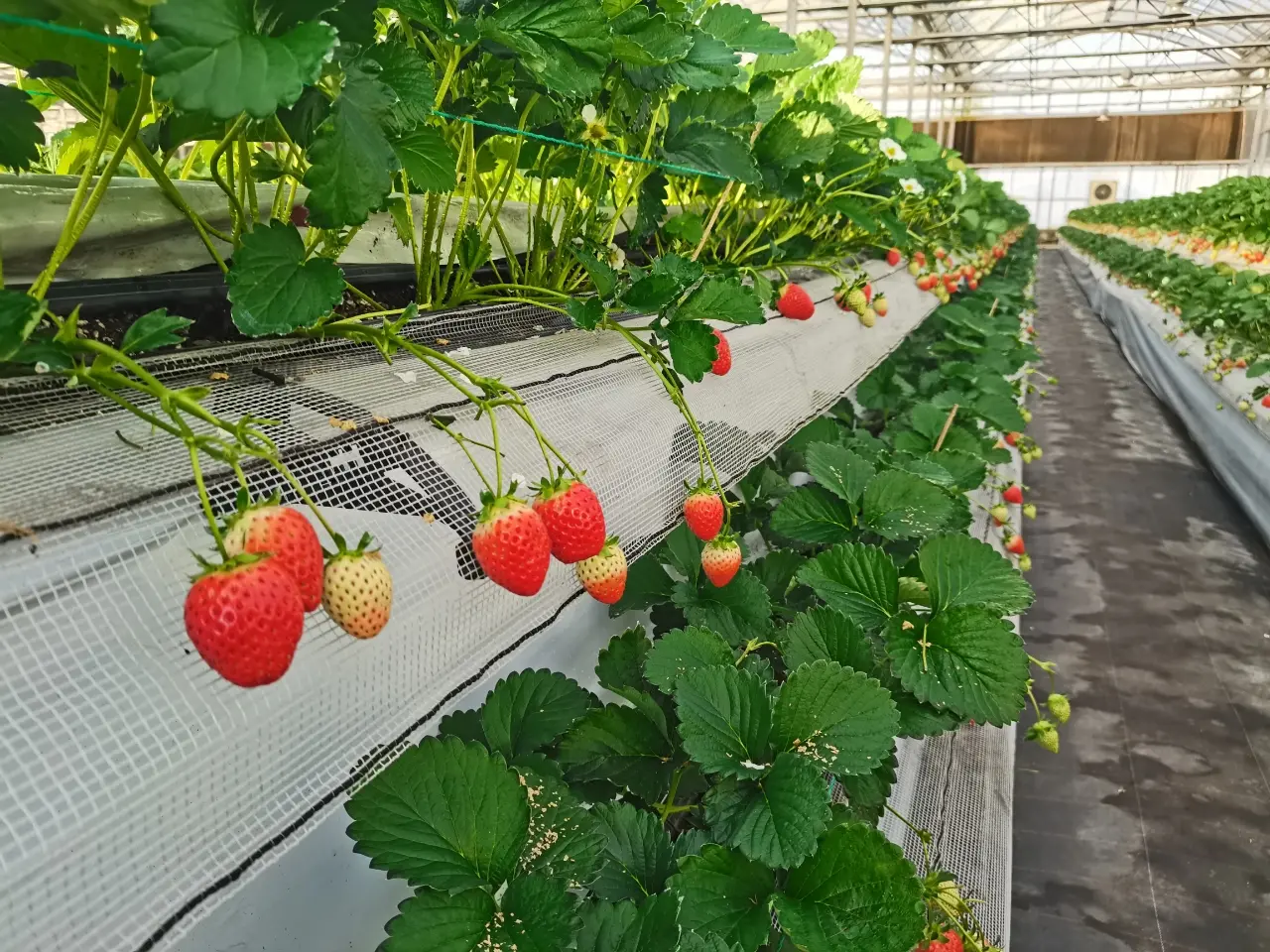 Close-up of ripe strawberries growing in a controlled environment facility, showcasing fruit quality.